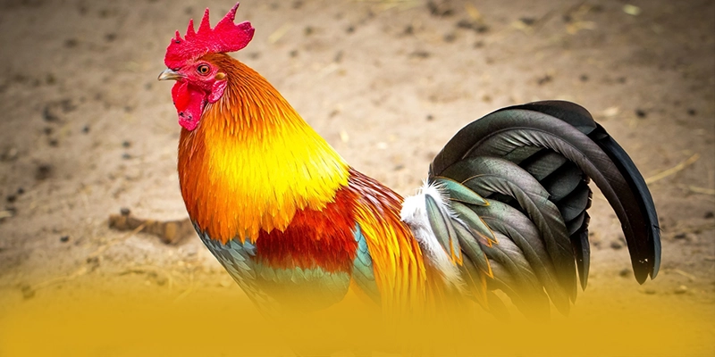 Khuyến mãi khủng dành cho cộng đồng tại GOOD88