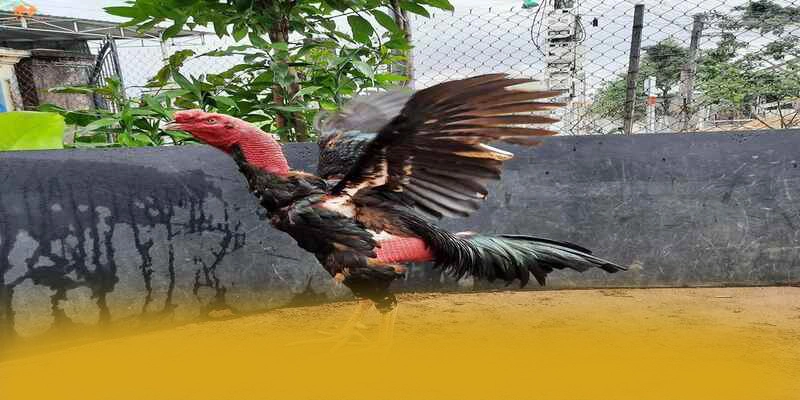Cùng trải nghiệm 8XBET - Cổng cá cược được tin dùng hiện nay